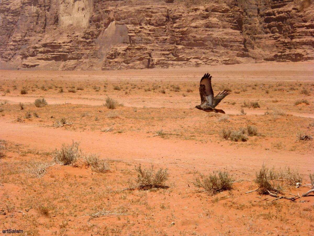 Sunrise Camp Hotel Wadi Rum Ngoại thất bức ảnh