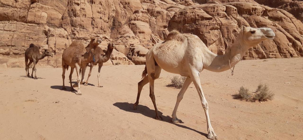 Sunrise Camp Hotel Wadi Rum Ngoại thất bức ảnh