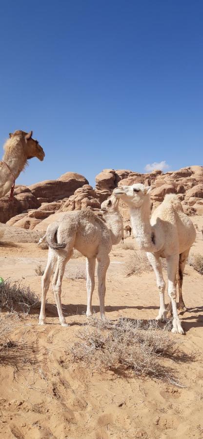 Sunrise Camp Hotel Wadi Rum Ngoại thất bức ảnh