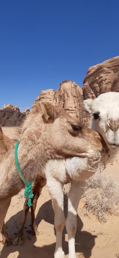 Sunrise Camp Hotel Wadi Rum Ngoại thất bức ảnh