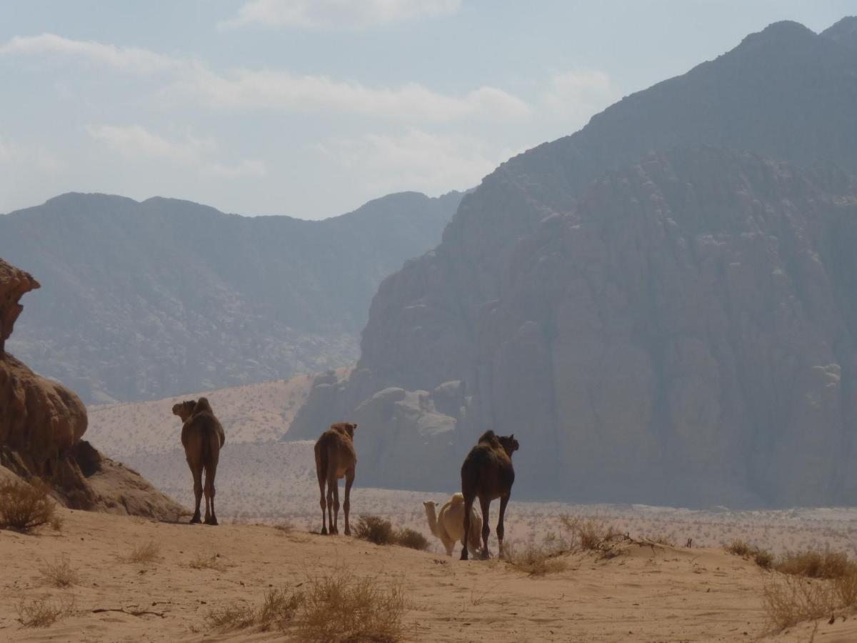 Sunrise Camp Hotel Wadi Rum Ngoại thất bức ảnh